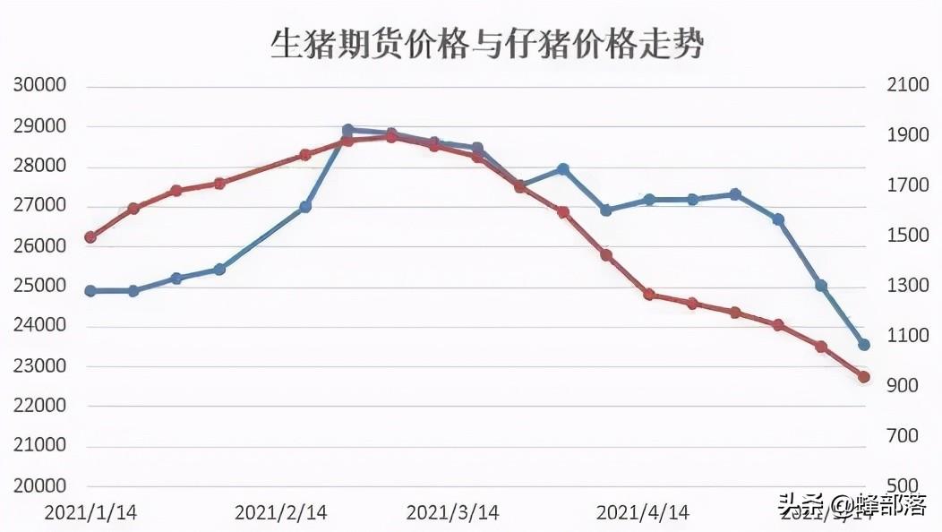 今日生猪价格分析与预测，最新市场动态深度探讨